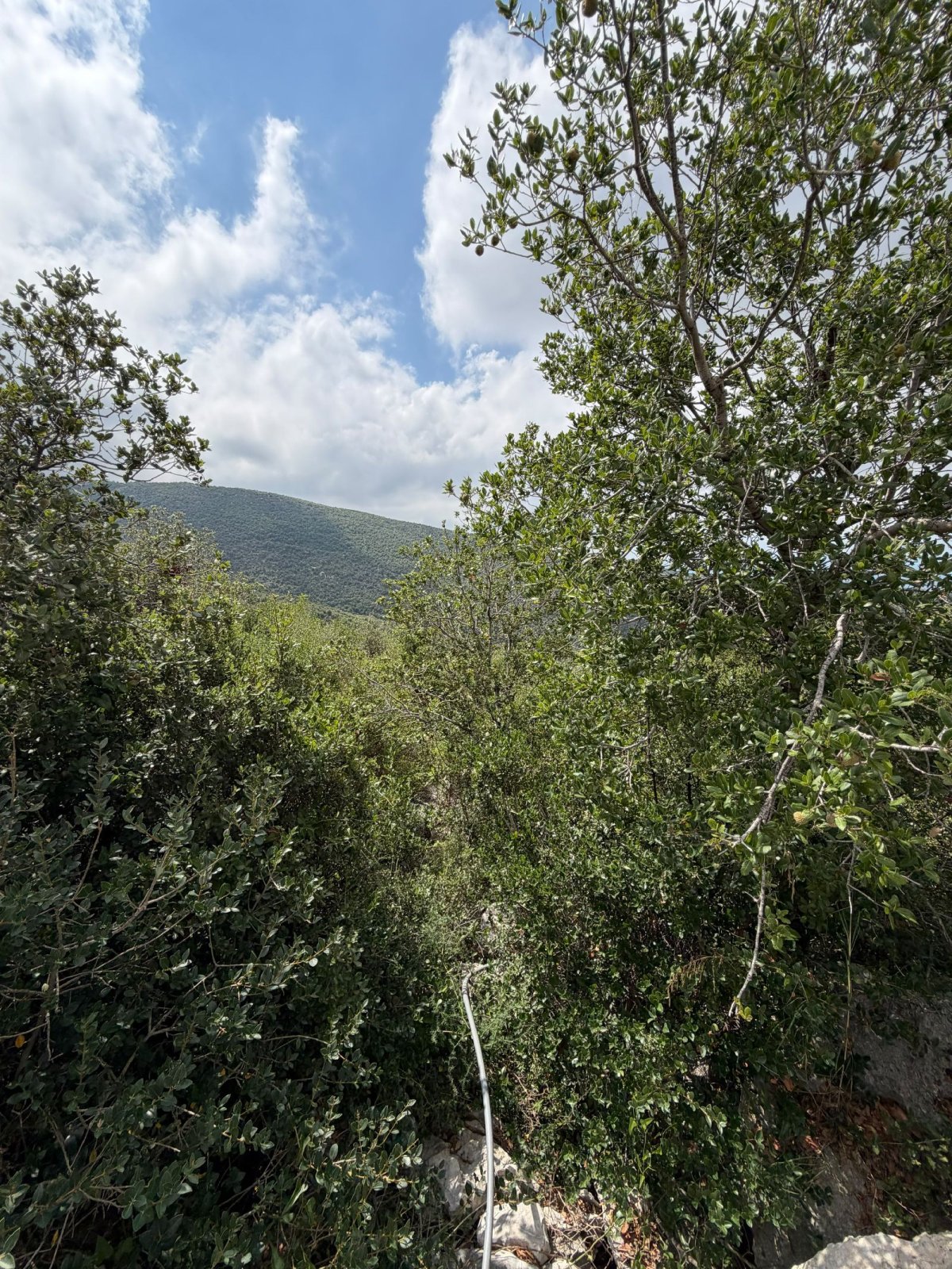✨ Land for Sale in Kfoun ✨