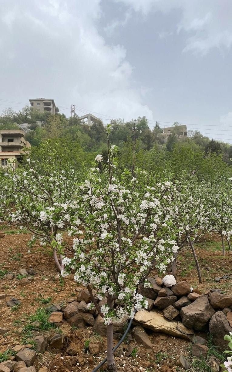 ✨ Land for Sale in Mayrouba ✨